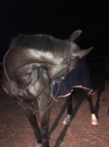 Proud of himself for walking back to the upper barn in the dark